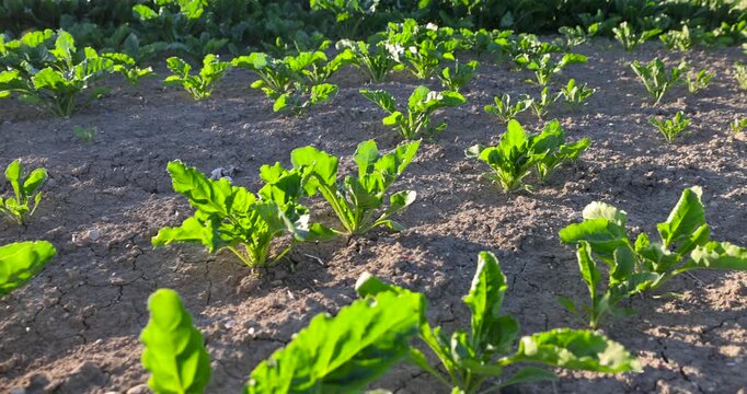Young green beet plant sprouts on agriculture field, small organic beetroot vegetable bushes growing in dirt soil beds on farm land