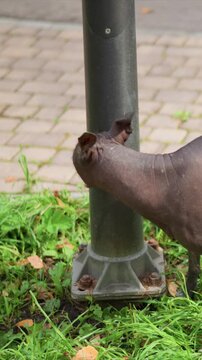 Dog with dark coat forages on green ground by post. Canine remains calm near pole in daylight outdoor setting. Green grass and small debris form foreground near upright post