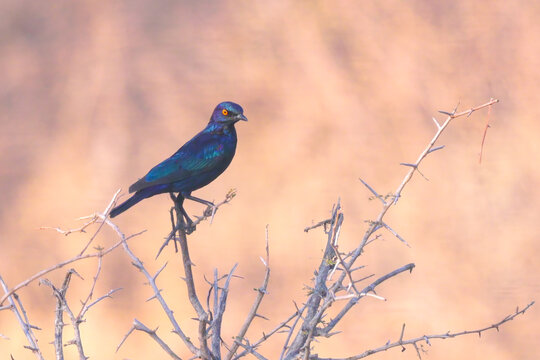 a cape starling perching on a bush at sunset in balule nature reserve of kruger national park of south africa