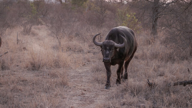 an african buffalo approaching at dusk in balule nature reserve of kruger national park, south africa