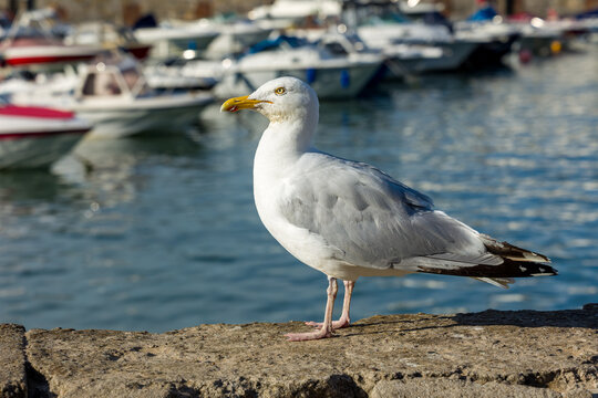 Herring gull (Larus argentatus) resting on seaside concrete wall in profile, white plumage and yellow beak lit by afternoon sun above harbour basin