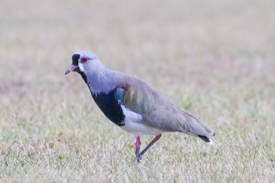 a side view of a southern lapwing standing on the ground at los glaciares national park of patagonian argentina