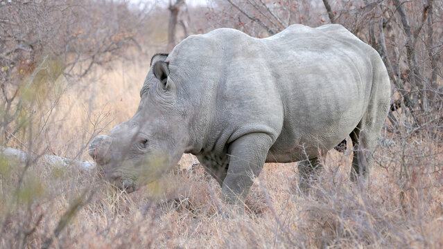 a front view of a male white rhinoceros, dehorned to deter poachers, grazing at dawn in kruger national park of south africa