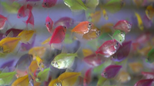 School of Colorful GloFish Tetra Swimming in a Crowded Aquarium Tank