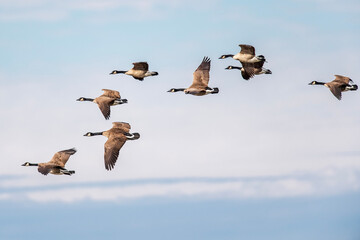 Flock of Canada geese flying in formation against blue sky © Ralphele