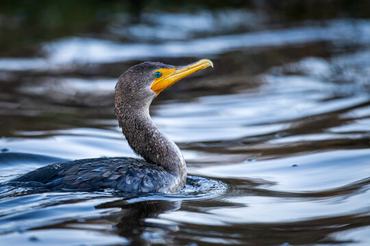 Double-crested cormorant swimming with neck extended