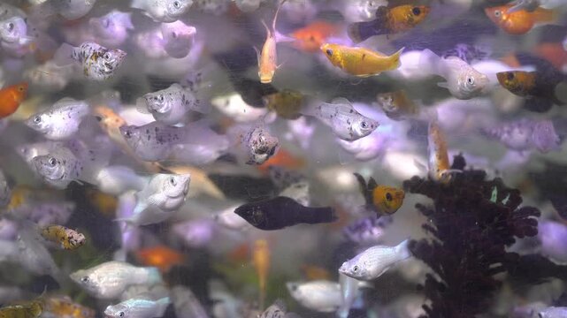 School of Colorful Molly Fish Swimming in a Crowded Aquarium Tank