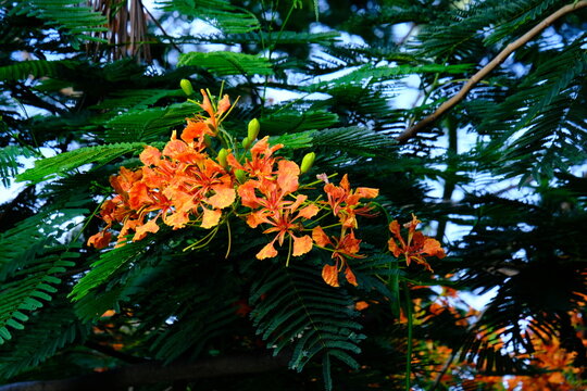 beautiful of a vibrant orange Delonix regia flower cluster with young green buds, blooming naturally amidst dense tropical foliage with subtle sunlight