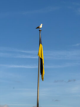 Seagull perched on flagpole with flag in Eckernf&ouml;rde Germany