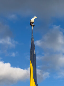 Seagull perched on flagpole with flag in Eckernf&ouml;rde Germany