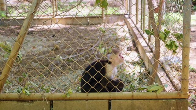 Capuchin monkey sitting alone in a zoo cage