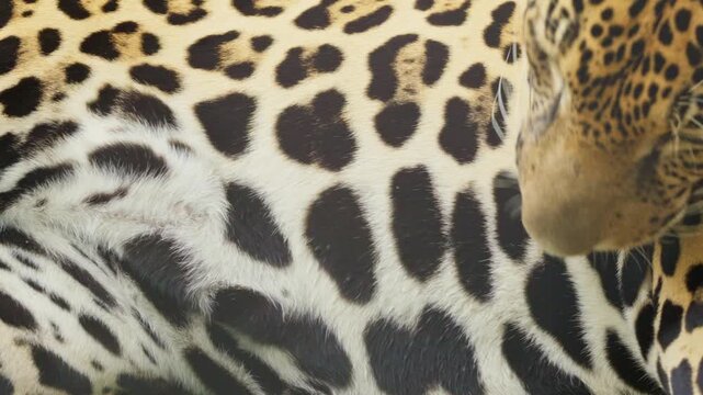 Jaguar grooming its spotted fur with its pink tongue