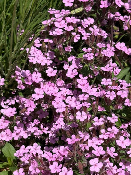 Pink rock soapwort flowers blooming in garden