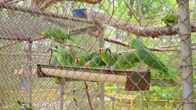 Group of green amazon parrots eating in a cage