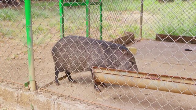 Collared peccary walking in a cage