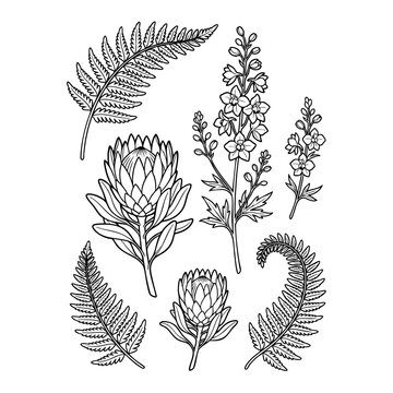 fern fronds, protea bloom, and larkspur illustration. botanical line art design
