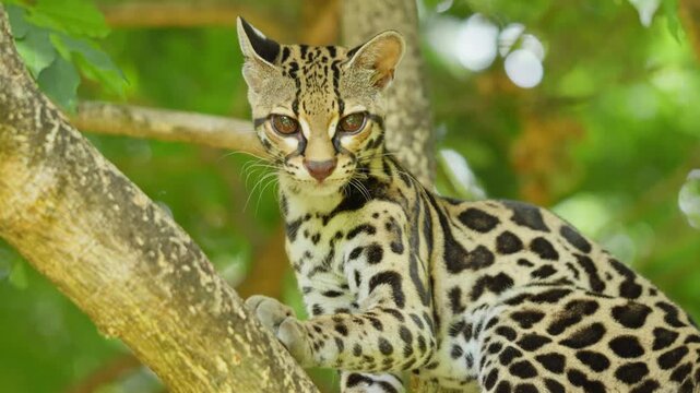 Curious margay wild cat looking at the camera
