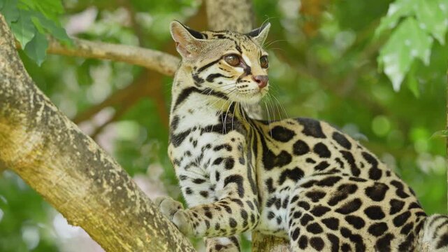 Curious wild ocelot sitting on a tree branch