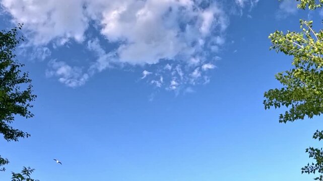 Low angle view looking up through green tree branches into a bright clear blue sky, as small white clouds drift slowly overhead and a tiny bird flies quickly past in daylight.