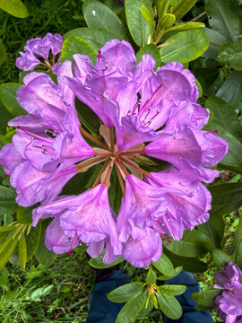 Purple rhododendron flower blooming on bush from above
