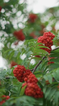 Close up of red berries on green leaves. Berries are bright round against fresh serrated leafy plants. Clear visibility of details on green leaves against overexposed sky