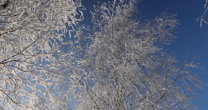   trees in a winter frosty headdress, fluffy frost wrapped the branches of trees against the background of a bright blue sky in sunny, clear weather
