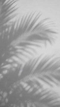 Moving palm tree leaf shadows cast on a white wall background for tropical design