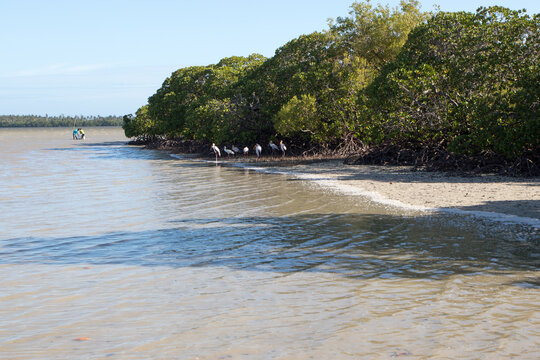 Mangroves in Watamu, Kenya