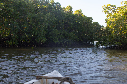 Mida Creek Kenya Mangrove Reserve