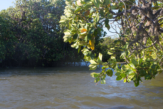 Mida Creek Kenya Mangrove Reserve