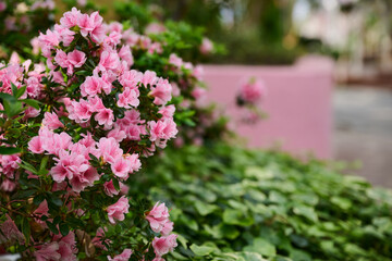 Obraz premium Pink azalea flowers blooming in a lush spring garden with copy space