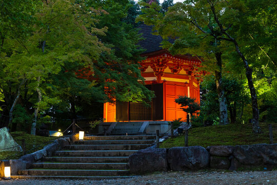 日本の風景・夏　京都　東福寺　青もみじライトアップ　愛染堂