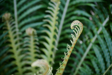 Young fern frond unfurling among lush green foliage © HoyaEuny