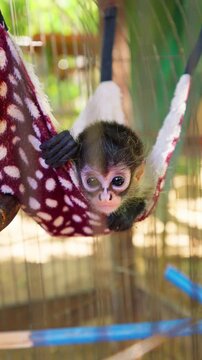 Adorable baby spider monkey resting in a hammock