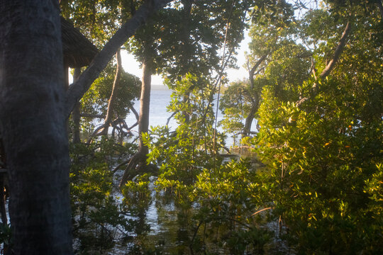 Mida Creek Kenya Mangrove Reserve