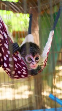 Adorable baby spider monkey relaxing in hammock