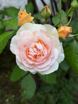 Blooming apricot peach rose flower with buds in Schleswig-Holstein Germany