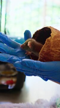 Veterinarian holding tiny baby possum inside coconut shell