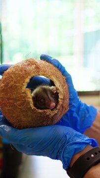 Veterinarian holding baby possum inside coconut shell