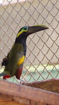 Colorful many-banded aracari toucan perching inside a cage