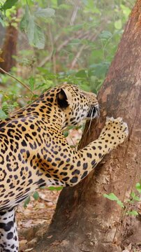 Jaguar sharpening its claws on a tree trunk