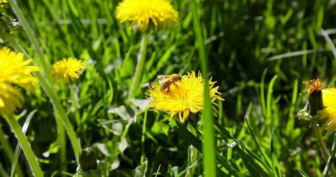 Blooming yellow dandelion wildflowers in park, sunny summer field with green grass herbage and many wild dandelions under bright sunlight