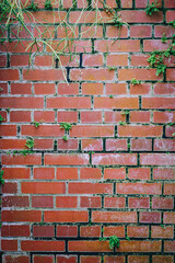 Fototapeta premium Red brick wall with creeping plant