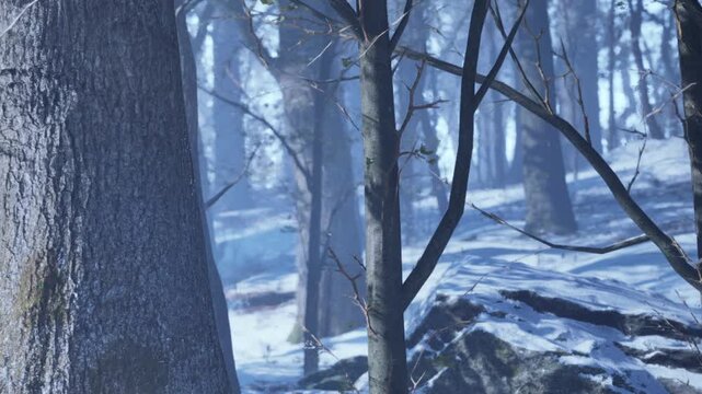 A forest landscape covered in snow. Tall trees stand in the cold air. Rocks are partially covered with snow. This scene shows a quiet moment in winter.