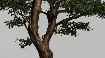 Fototapeta premium The tree trunk is thick and straight, with branches and leaves spreading out from the top.