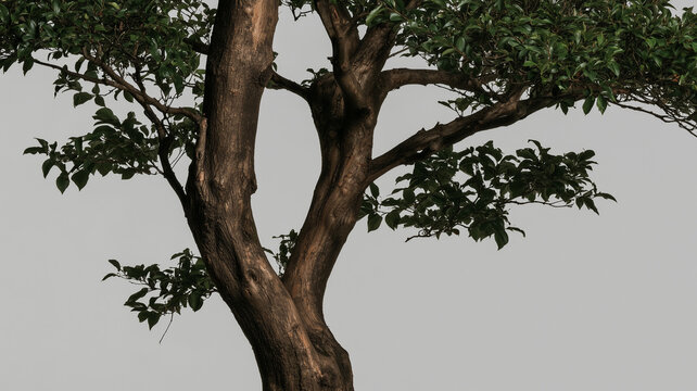 The tree trunk is thick and straight, with branches and leaves spreading out from the top.
