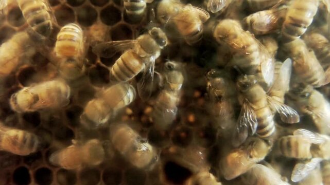 Japan - August 17, 2026: Group of honey bees on beehive