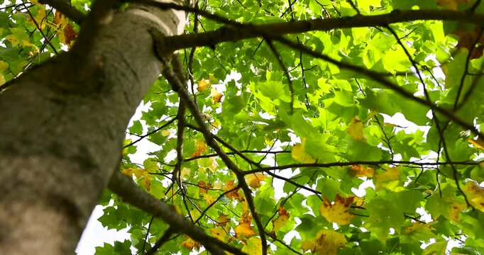 Bright green and yellow leaves of a tulip tree, organic background of liriodendron leaves in the forest during the day