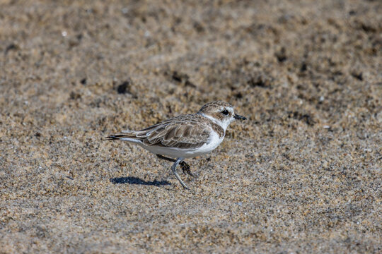 Plovers at the beach