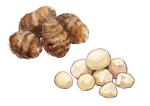Appetizing and Fresh Taro Illustration with Juicy Texture／シズル感のあるみずみずしい里芋のイラスト